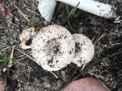 Amanita arenicola