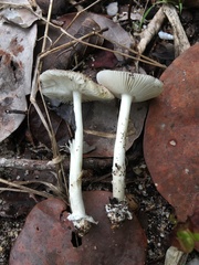 Amanita arenicola