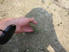 Juncus validus