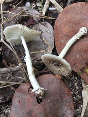 Amanita arenicola