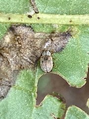 Demotina modesta
