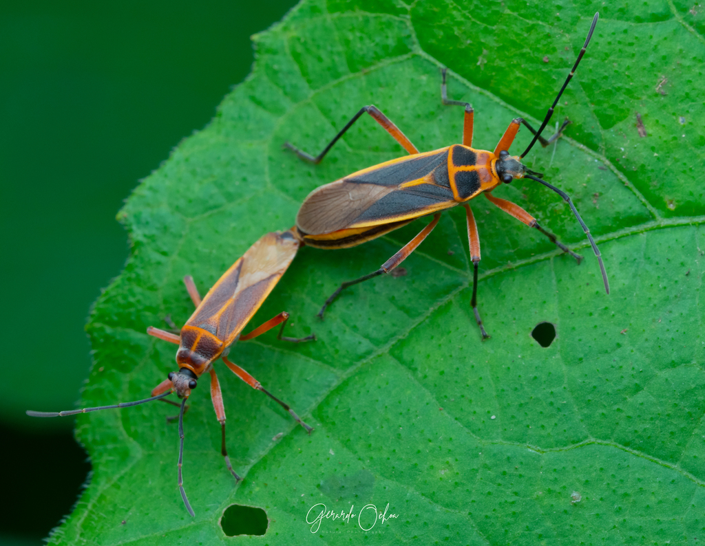 Stenomacra marginella