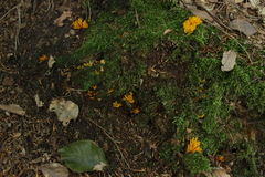 Calocera viscosa