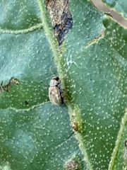 Demotina modesta