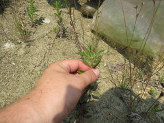 Mecardonia acuminata