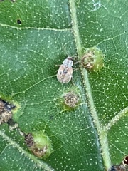 Demotina modesta