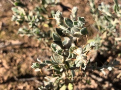 Sclerolaena birchii