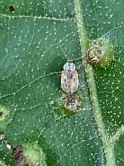 Demotina modesta