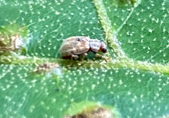 Demotina modesta