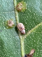 Demotina modesta