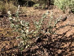 Sclerolaena birchii