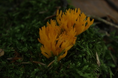 Calocera viscosa
