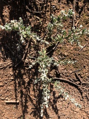 Sclerolaena birchii