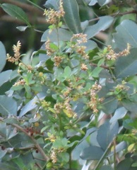 Achyropsis avicularis