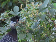 Achyropsis avicularis