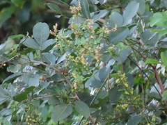 Achyropsis avicularis