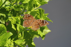 Junonia natalica natalica