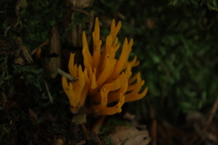 Calocera viscosa