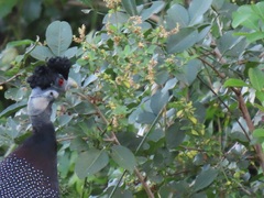 Achyropsis avicularis