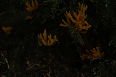 Calocera viscosa