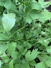 Levisticum officinale