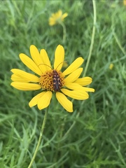 Strangalia sexnotata