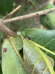 Zelus grassans