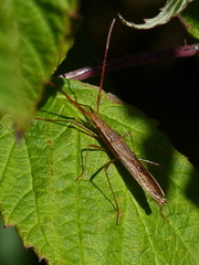 Protenor belfragei