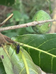 Zelus grassans