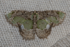 Eucyclodes discipennata