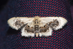 Idaea macrospila