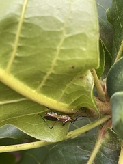Zelus grassans