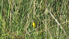 Pseudocolopteryx sclateri