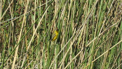 Pseudocolopteryx sclateri