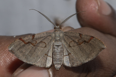 Hypochrosis sternaria