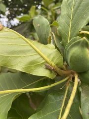 Zelus grassans