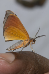 Hypochrosis sternaria
