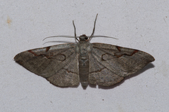 Hypochrosis sternaria