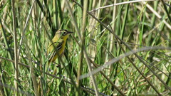 Pseudocolopteryx sclateri