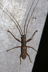 Olenecamptus