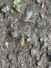 Zelus grassans