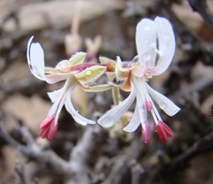 Pelargonium alternans alternans