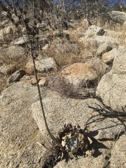 Dudleya pulverulenta
