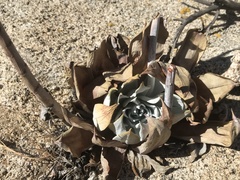 Dudleya pulverulenta