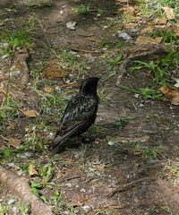 Sturnus vulgaris