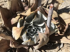 Dudleya pulverulenta