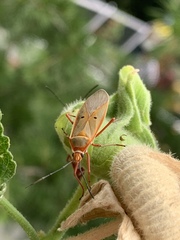 Dysdercus evanescens