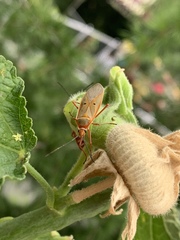 Dysdercus evanescens