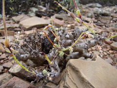 Pelargonium alternans alternans