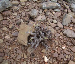 Pelargonium alternans alternans